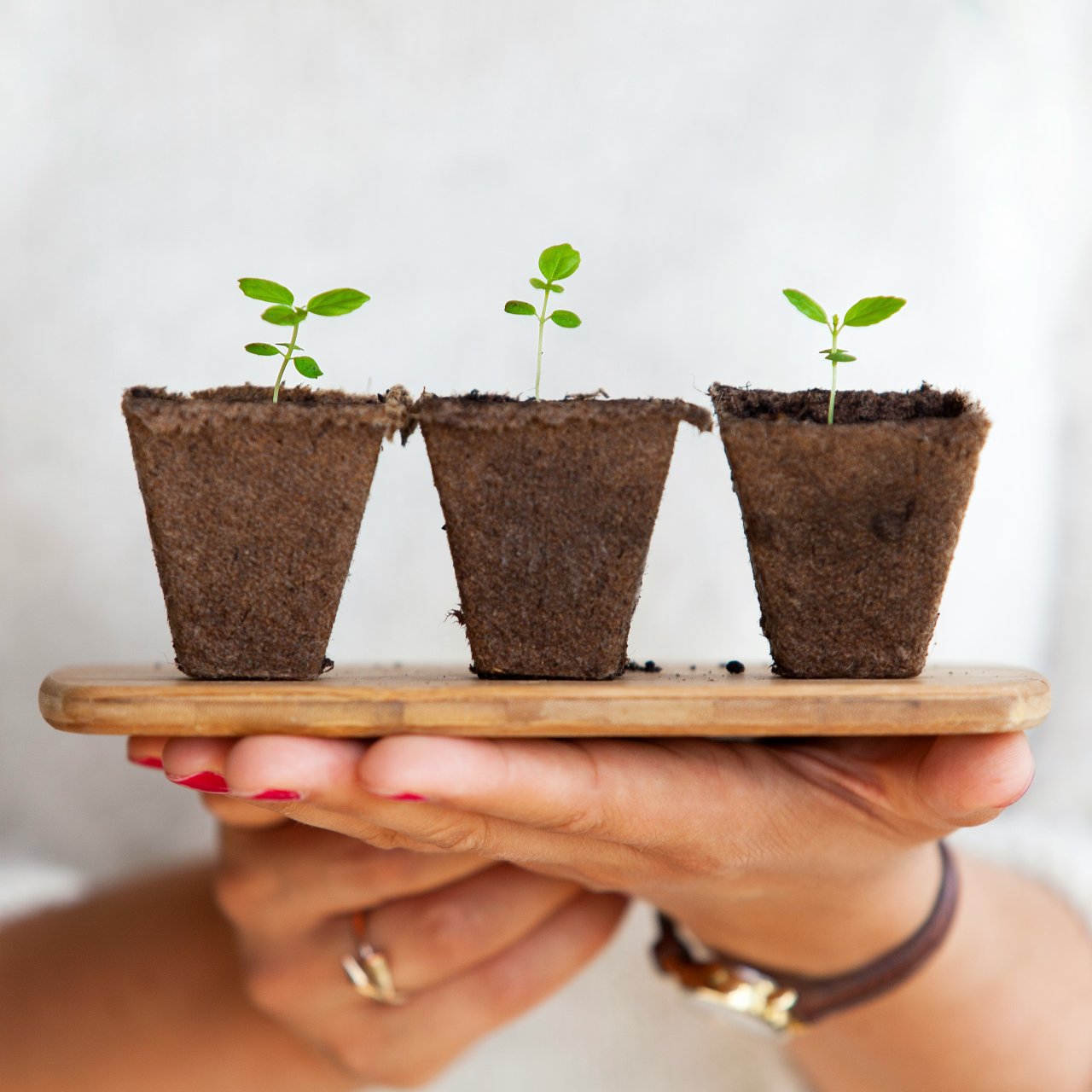 Plants growing.